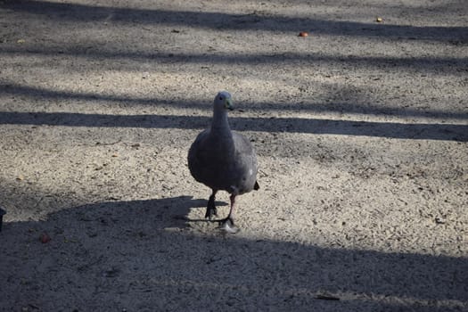 Duck is a really interesting bird. Domestic duck in the yard. Farming of poultry, chicken meat and eggs production concept.