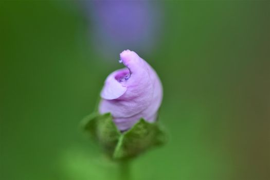 close up of a n unfolding purple striped mallow flower