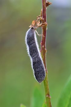 Closeup of a black ripe lupine pod against a blurred green background