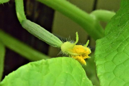 Small cucumber on the bush as a close-up