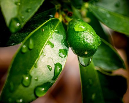 Fresh lemon fruit with leaves after rain, selective focus photo of citrus fruit with water drops