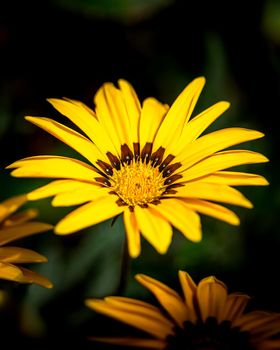 Beautiful yellow flower on dark background, selective focus photo of yellow flower