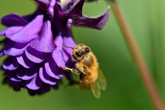 closeup of a honey bee on a purple flower against a blurred green background