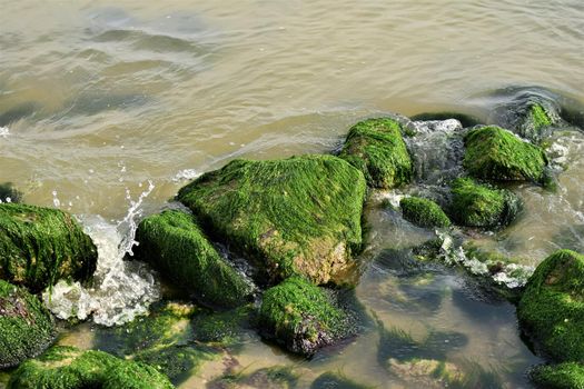 Stones overgrown with algae in the shallow water on the beach of an island