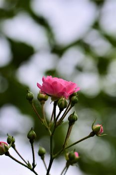 Pink rose blossom and green buds on the bush against a blurred background