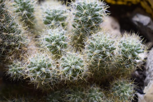 Set of Cactus in pot. Outdoor Cactus Garden collection in small flowerpots. Cactus top view florist shop