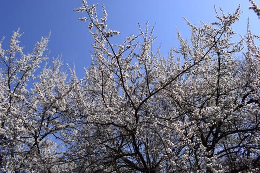 Beautiful cherry blossom sakura in spring time over blue sky