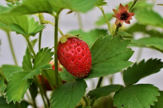 Ripe red strawberry on the stem in the bush as a close up