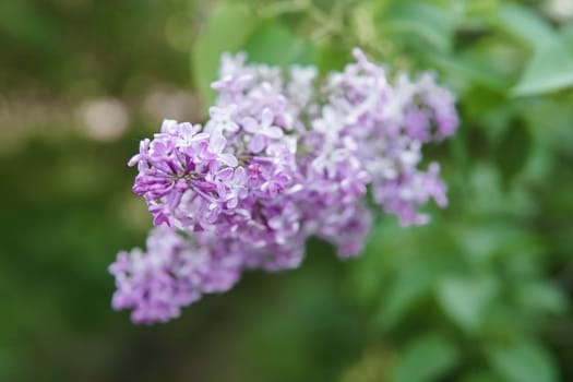 Lilac flowers on a green lilac bush close-up. Spring concert. Lilac garden