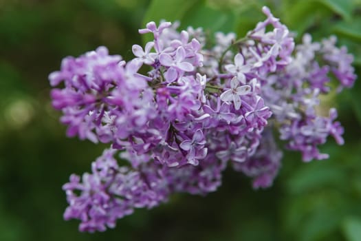 Lilac flowers on a green lilac bush close-up. Spring concert. Lilac garden