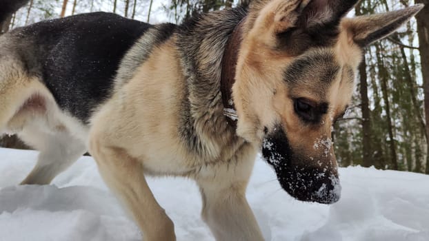 Dog German Shepherd on white snow in winter day. Eastern European dog veo searches, digs, catches, follows the trail in cold weather. The dog mice and hunts small animals in the snow