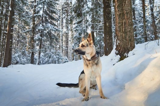 Dog German Shepherd outdoors in the forest in a winter day. Russian guard dog Eastern European Shepherd in nature on snow and white trees covered snow