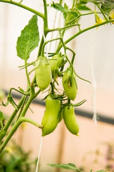 Tomatoes are hanging on a branch in the greenhouse. The concept of gardening and life in the country.