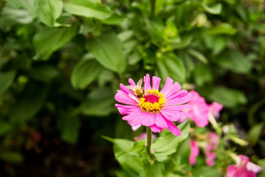 Beautiful pink flowers growing in the garden. Gardening concept, close-up. The flower is pollinated by a bumblebee