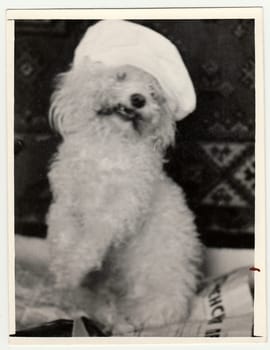 USSR - CIRCA 1980s: Vintage photo shows dog (poodle) with funny cap.