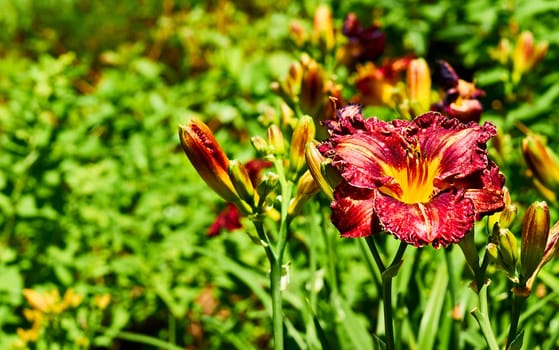 an Old World plant of the iris family, with sword shaped leaves and spikes of brightly colored flowers, popular in gardens.