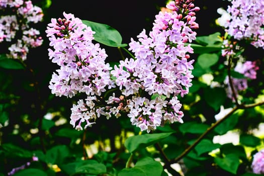 a Eurasian shrub or small tree of the olive family, that has fragrant violet, pink, or white blossoms and is widely cultivated as an ornamental.