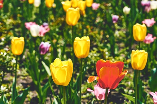 a bulbous spring flowering plant of the lily family, with boldly colored cup-shaped flowers.