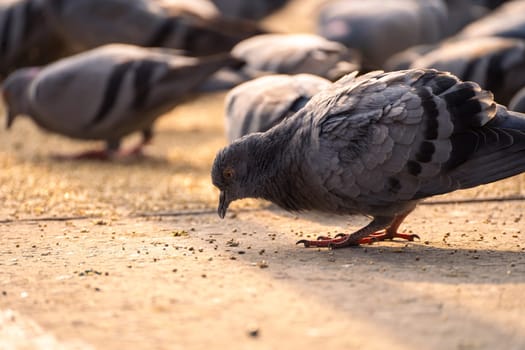 low shot of pigeons eating grain from ground in golden morning light in sector 17 chandigarh India