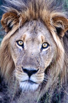 Lion (Panthera leo), Central Kalahari Game Reserve, Ghanzi, Botswana, Africa