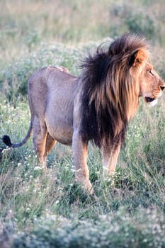 Lion (Panthera leo), Central Kalahari Game Reserve, Ghanzi, Botswana, Africa