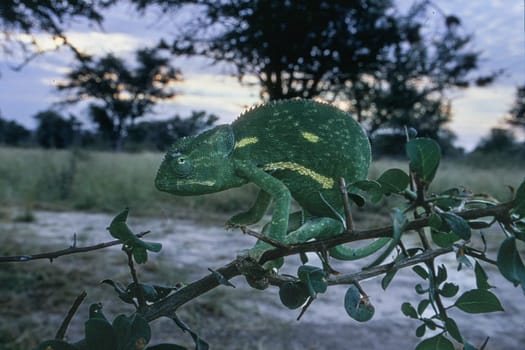 Flap-neck Chamaeleon (Chamaeleo dilepsis), Central Kalahari Game Reserve, Ghanzi, Botswana, Africa