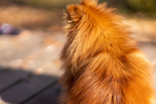 Mini pomeranian walks in the park. Pomeranian on a walk in the autumn park. Dog on the street