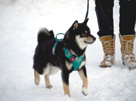 Japanese black coat dog is in winter forest. Portrait of beautiful Shiba inu male standing in the forest on the snow and trees background. High quality photo. Walk in winter