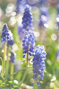 swkwctive ficus of Armenian grape hyacinth, blue muscari on bokeh background, spring bloom in the garden, High quality photo