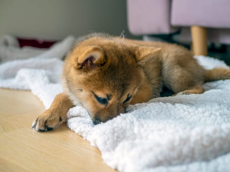 Portrait of cute Shiba Inu small dog, puppy, Close up. Dogecoin. Red-haired Japanese dog smile portrait. Illuminating color, cryptocurrency, electronic money. High quality photo