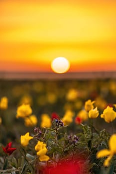 Wild tulip flowers at sunset, natural seasonal background. Multi-colored tulips Tulipa schrenkii in their natural habitat, listed in the Red Book