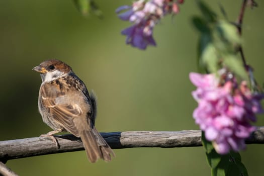bird on a branch with a flower , beauty