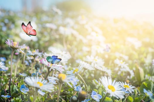 Fresh daisies and butterflies in the field at sunset.