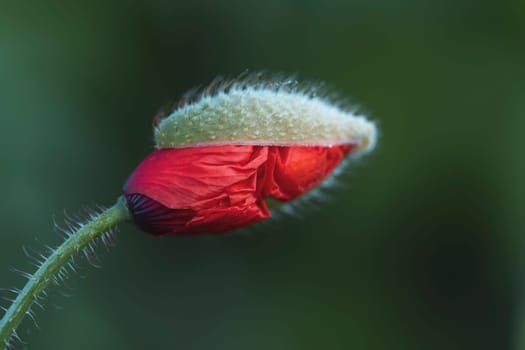 birth of the red poppy, beauty