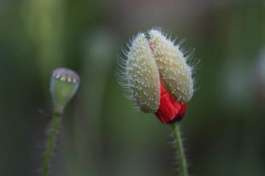 red poppies newborn flower and faded, beauty