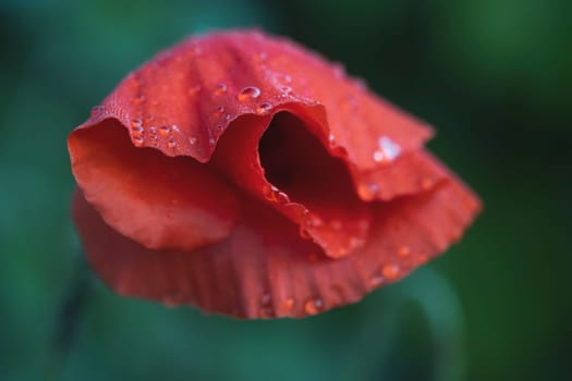 red poppies on a background of green grass, beauty