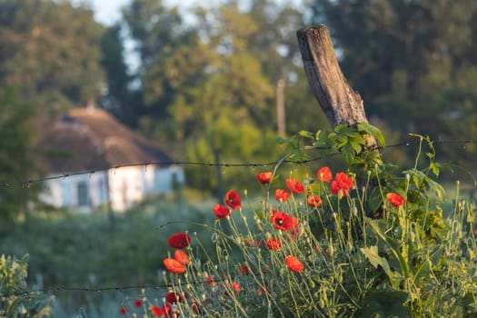 red poppy flowers and landscape, beauty