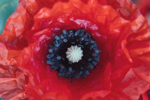 red poppy flowers close-up stamens top view, beauty
