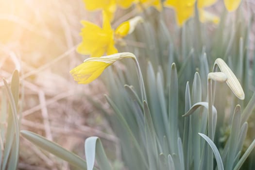 Spring flower yellow Narcissus in the garden.