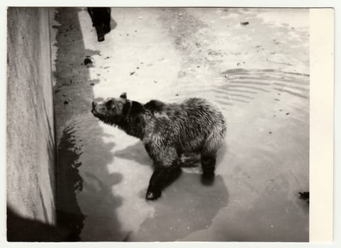 THE CZECHOSLOVAK SOCIALIST REPUBLIC - CIRCA 1980s: Vintage photo shows people visit ZOO. Closeup of bear in bear moat.