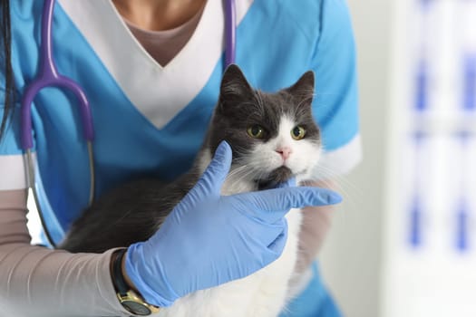 Professional female veterinarian examines and pets cat on examination table. veterinary clinic and services concept