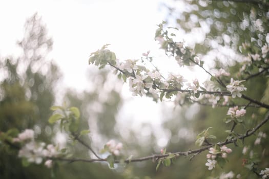 spring background with white flowers and apple leaves. Blur spring blossom background.