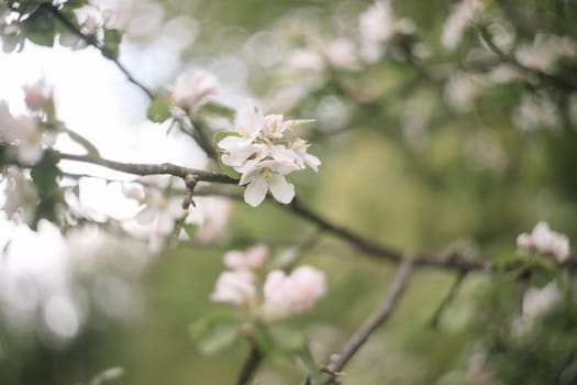 spring background with white flowers and apple leaves. Blur spring blossom background.