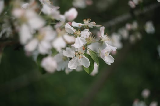 spring background with white flowers and apple leaves. Blur spring blossom background.