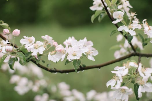 spring background with white flowers and apple leaves. spring blossom background