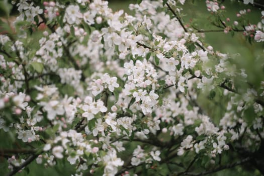 spring background with white flowers and apple leaves. Blur spring blossom background.