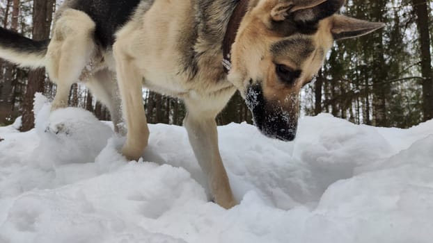 Dog German Shepherd on white snow in winter day. Eastern European dog veo searches, digs, catches, follows the trail in cold weather. The dog mice and hunts small animals in the snow