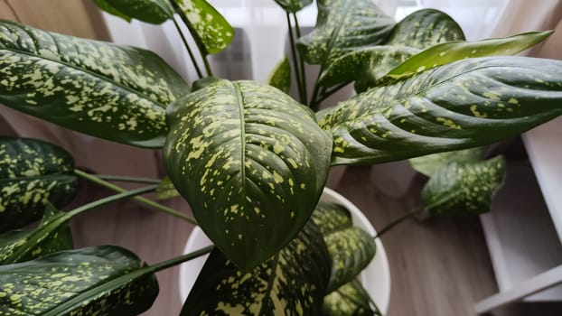 Dieffenbachia plant in a pot by the window. Interior in light colors. Background with plant with green leaves and fabric curtain. Abstract background with partial focus