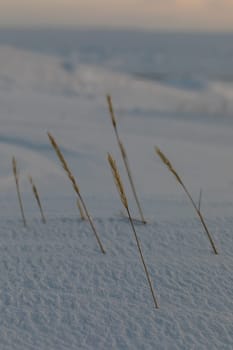 Close-up of sea lyme grass, Leymus arenarius, covered in a snow scene, near Arviat, Nunavut, Canada