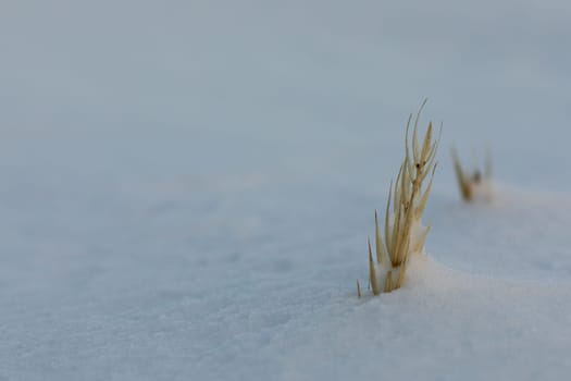 Close-up of sea lyme grass, Leymus arenarius, covered in a snow scene, near Arviat, Nunavut, Canada